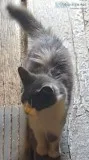 Missing Female Cat from Twinsburg Possibly Transported