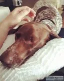 Awesomedogwalker.com