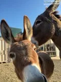 Bonded Donkey Pair