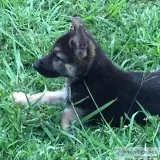 German Shepherd Puppies AKC