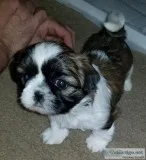 Female Shih Tzu Puppy