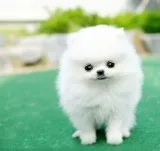Excellent Shinning Pomeranian puppies