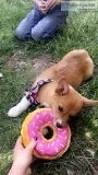 Puppy Corgi For Sale