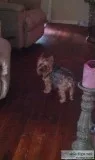 MISSING RETIRED SERVICE ANIMAL
