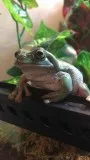 2 White s Tree frogs for sale