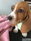 Basset pups