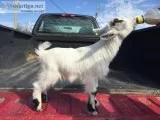 Bottle baby Pygmy buckling (Goat)