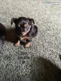 Yorkie puppies