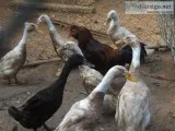 Runner Ducks