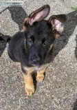 14 week old pure breed German Shepherd