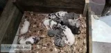 AKC REGISTERED GREAT DANE