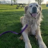 Drop-in pet services
