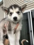 Malamute husky pups for sale