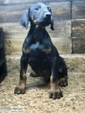 Todics Classic Dobermans