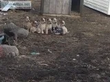 Red Heeler Puppies