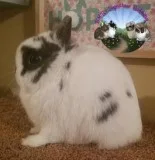Pedigreed Holland Lops and Netherland Dwarfs- Pet Brood Show