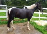 Enegertic Ranch Gelding Quarter Horse AQHA