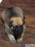 German Shepherd Puppies