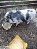 Mini pig