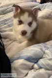 Siberian husky puppies