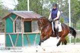 8yo Talented KWPN Dressage Gelding