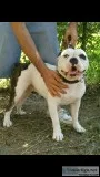 Olde English Bulldog