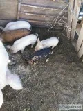 Pigs