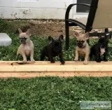 2 fawn male and 2 black female pugs ready for a new home