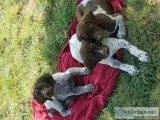 Registered german short hair pointers