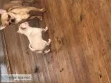 11Wk. chihuahua M.