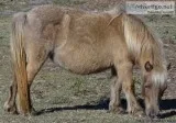Mini Horse Mare (Orlando FL)