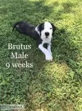 Great Dane Puppies