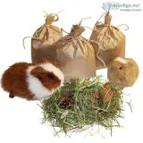 Find the Guinea Pig Toys - Tasty Treat Bag