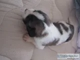Saint Bernard puppies