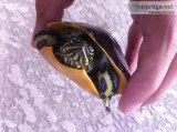Young Female Chicken Turtle