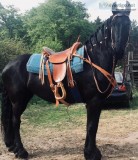 Mare Friesian  Cuddle Bug and So Talented 