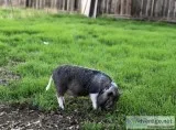 Potbelly pig needs home