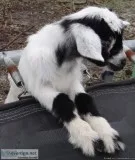 Baby Goat (Orlando FL)