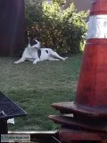 Female pitbull