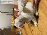 french bulldog puppies