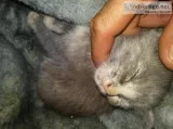 Free kittens