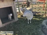 Dorper Sheep for sale