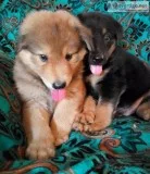 Great pyreneese aussie puppies
