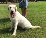AKC REG. LABS (2) FEMALES YELLOW