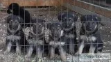 AKC German Shephered Puppies