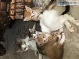 Free 8 wk old kittens