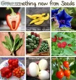 Unusual Plant Seeds for Hobby Gardeners