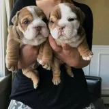 Cute english bulldog for sale
