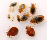 OTHER CRAWLING PEST CONTROL