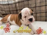 Healthy english bulldog for sale